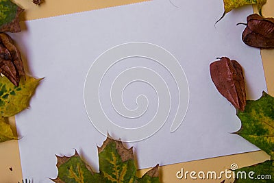 White paper for text, copy space, beautiful colorful fallen autumn leaves, pods and pinecones, flat lay fall composition, notebook Stock Photo