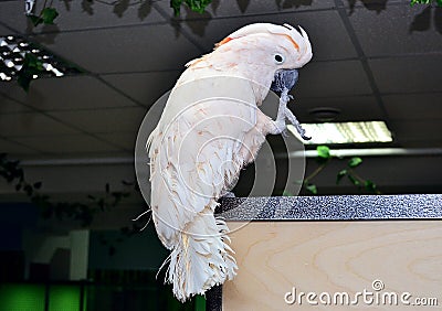 A white parrot sits at the top with one foot in its beak Stock Photo