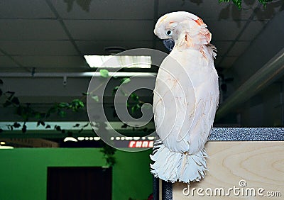 White parrot sits on top turning its back Stock Photo