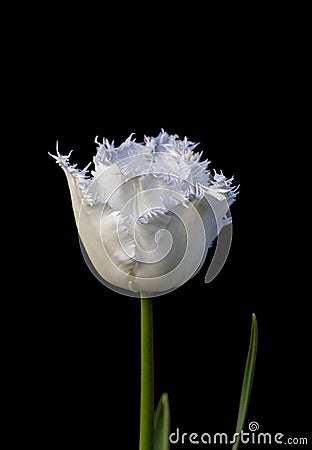 White Parrot Tulip isolated on black background Stock Photo