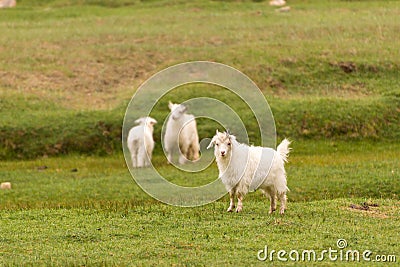 White pashmina goats Stock Photo