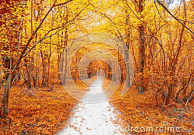 A white path leads through a golden forest Stock Photo