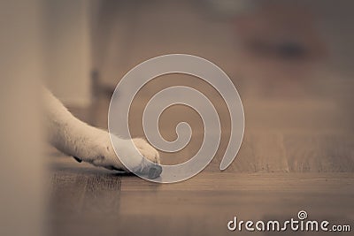 White paw of cat hidden behind wall fishing for goodie lying on wooden floor Stock Photo