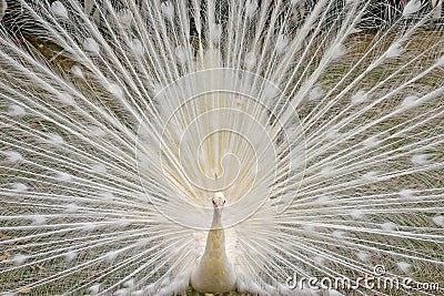 White peacock Stock Photo