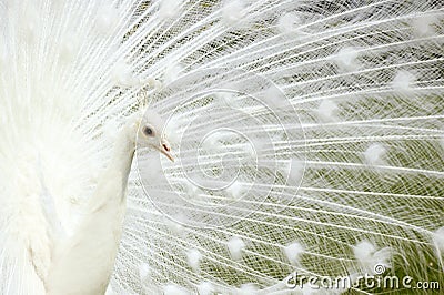 White Peacock. Stock Photo