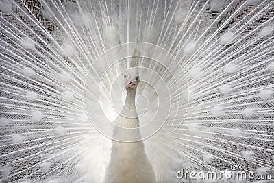 White peacock Stock Photo