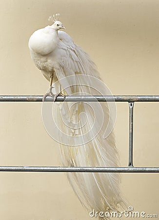 White peacock Stock Photo