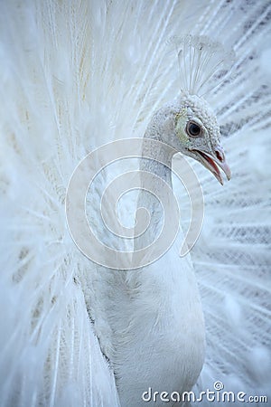 White peacock Stock Photo