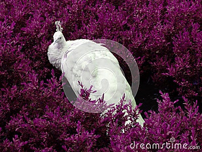 White peacock Stock Photo