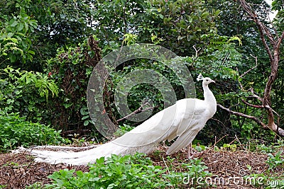 White Peacock Birds in Southeast Asia. Stock Photo