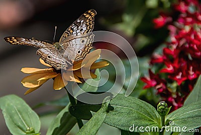 White Peacock Butterfly Stock Photo