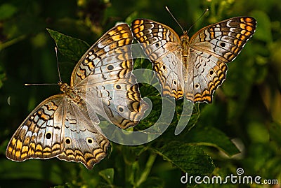 White Peacock Butterfly Couple at Lake Seminole, Park, Florida Stock Photo