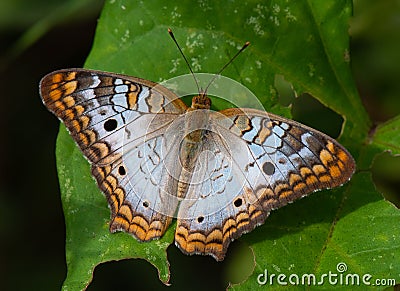 White Peacock Butterfly on a Green Leaf Stock Photo