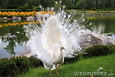 White peacock dances mating dance, shows feathers in park, zoo, street. Gorgeous bird young albino peacock spread its tail Editorial Stock Photo