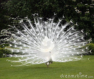 White peacock and perfect lawn Stock Photo