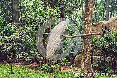 White peacock sitting on a branch in the park Stock Photo