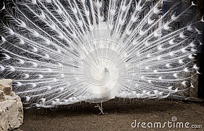 White peacock with a spreading tail. A gorgeous bird Stock Photo