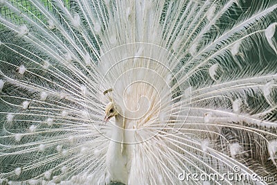 White Peacock Stock Photo