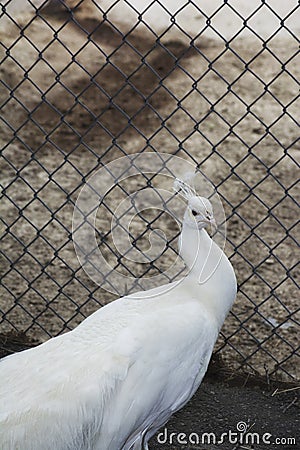 A white peacock in a zoo Stock Photo