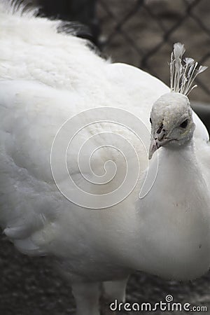 A white peacock in a zoo Stock Photo