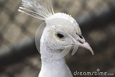 A white peacock in a zoo Stock Photo