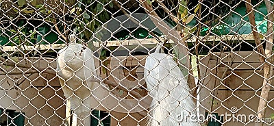 White peacocks from the fence in kolkata, India Stock Photo
