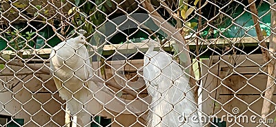 White peacocks from the fence in kolkata, India Stock Photo