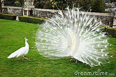 White peacocks Stock Photo