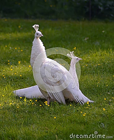 White peacocks Stock Photo