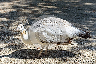 A white peafowl walks the ground in the zoo. White peafowl next to the trough Stock Photo