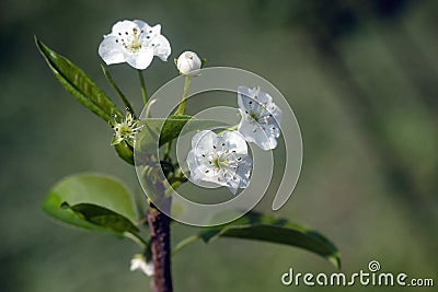 White pear blossoms Stock Photo