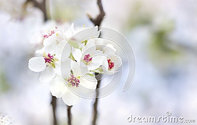 White pear flowers spring beautiful pastel background Stock Photo