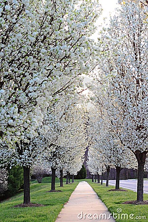 Flowering Pear Trees Stock Photo