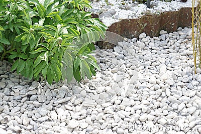 White pebbles stones decoration in garden Stock Photo