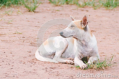 White pedigreed - old poor and sick street dog Stock Photo