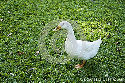 White pekin duck on a green grass Stock Photo