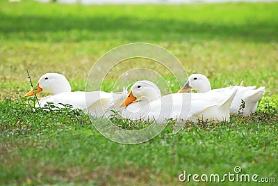 Long Island Ducks Stock Photo