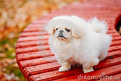 White Pekingese Pekinese Peke Whelp Puppy Dog Stock Photo