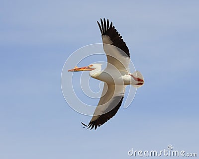 White Pelican Stock Photo