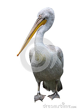 White Pelican Stock Photo