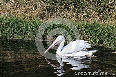 White Pelican in the Bayou Stock Photo