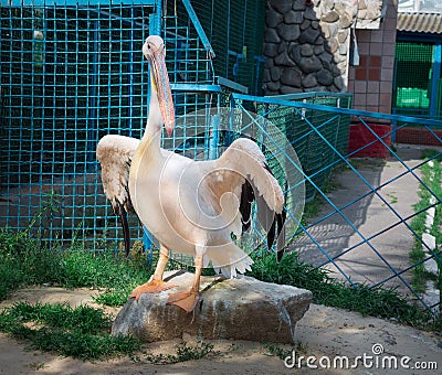 White pelican with big yellow neb cleans up feather wing Stock Photo
