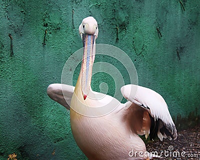 White pelican bird sitting and looking to one side.White pelican bird sitting and looking to one side Editorial Stock Photo