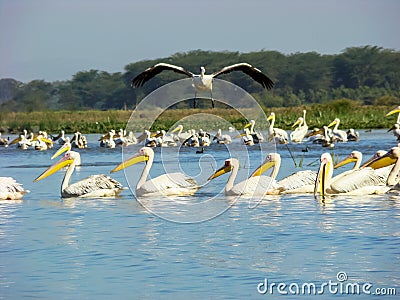 White pelican, Lake Nakuru NP, Kenya Stock Photo