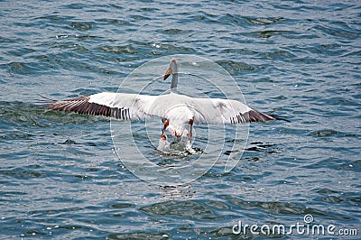 A White Pelican Landing Stock Photo