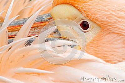 White Pelican, Pelecanus erythrorhynchos, with feathers over bill, detail portrait of orange and pink bird, Bulgaria Stock Photo