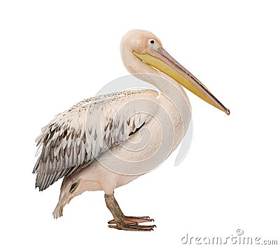 White Pelican - Pelecanus onocrotalus (18 months) Stock Photo