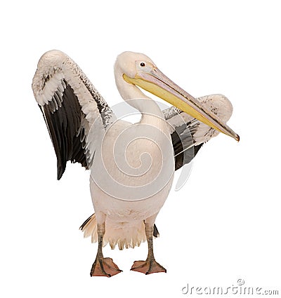 White Pelican - Pelecanus onocrotalus (18 months) Stock Photo