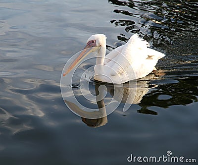 White pelican with reflection in the blue lake. Stock Photo
