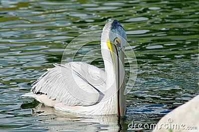 White pelican Stock Photo